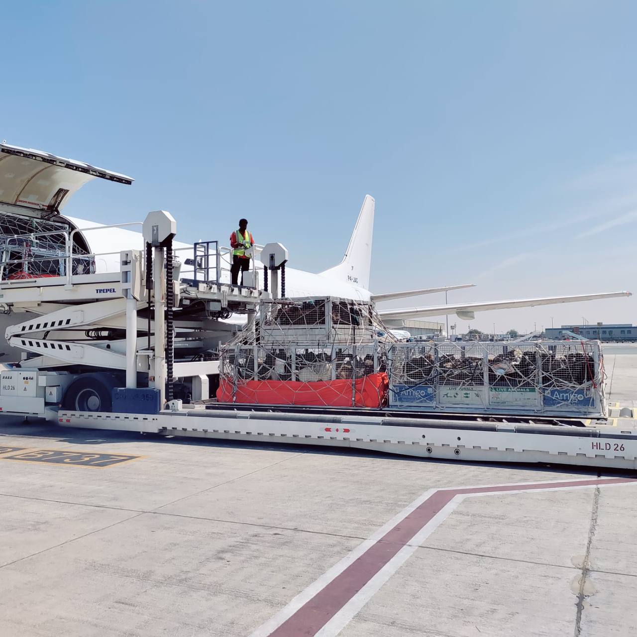 Перевозка живых животных